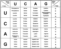 Calculate the percent of amino acids that are identical between mouse and chicken: Genetic Code An Overview Sciencedirect Topics
