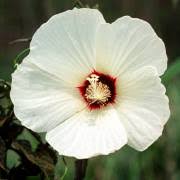 Image result for Hibiscus aethiopicus