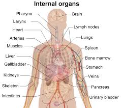 Illustration by lucy han internal clitoris: File Internal Organs Png Wikimedia Commons