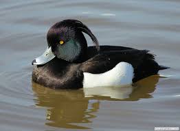 Birds With Tufted Heads Uk Tufted Duck British Wildlife Tufted Birds