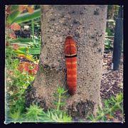 Then it eats leaves pupa: Papilio Rutulus Wikipedia