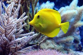 Memelihara hewan menjadi salah satu hobi yang seru dan mengasyikkan. Fisch Korallen Doktorfisch Kostenloses Foto Auf Pixabay