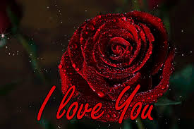 Check spelling or type a new query. I Love You Gifs For Him And For Her 75 Animated Images