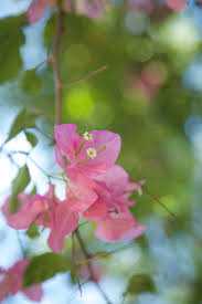 Hôpital Adventiste d'Haïti...