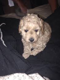 With puppy mills churning out cheap goldendoodle puppies, it's not uncommon to find them up for rescue. Goldendoodle Puppies For Sale Cincinnati Oh