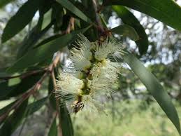 Image result for Melaleuca leucadendron