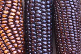 Chapalote Corn Rainbow Corn Seeds