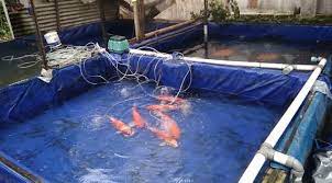 Kolam ikan koi yang cocok. Cara Budidaya Ikan Koi Di Kolam Terpal Anti Gagal Ikanhias Id