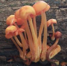Image result for Pseudocolus schellenbergiae