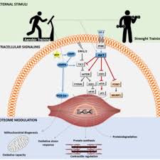 Pdf The Effects Of Acute And Chronic Exercise On Skeletal Muscle Proteome Muscle Proteome In Response To Exercise Training