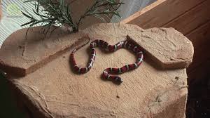 Serpent Faux Corail Youtube Serpent corail m (plural serpents corails). serpent faux corail