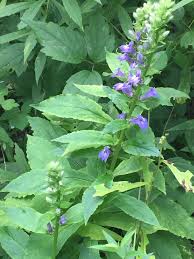 Image result for Lobelia thermalis