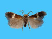 Image result for Stigmella alnetella