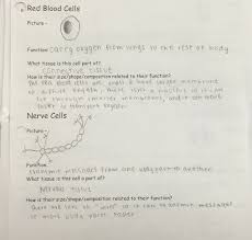 Explore learning gizmo answer key cell energy cycle answerfree download explore learning student exploration for gizmo answer. Lesson The Organization Of Living Things Structure Function Relationships