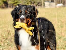 The cost to buy a bernese mountain dog varies greatly and depends on many factors such as the breeders' location, reputation, litter size, lineage of the puppy, breed popularity (supply and demand), training, socialization efforts, breed lines. Bernese Mountain Dog Club Of America The Bmdca