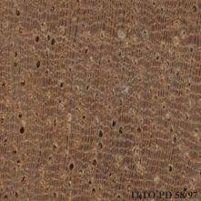 Image result for Maranthes