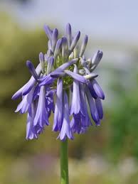 Image result for Agapanthus inapertus