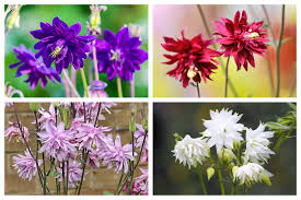 Image result for Aquilegia vulgaris Tower Mix