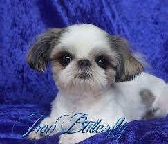 We are a small shih tzu breeder offering a limited amount of litters for sale each year. Iron Butterfly Chinese Imperial Shih Tzu Tiny Teacup Puppies For Sale Quality Small Breeder Teacup Puppies Shih Tzu Puppy Teacup Puppies For Sale