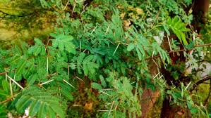 Image result for Acacia borleae