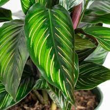 Calathea Beauty Star 6 Calathea Small Potted Plants Plant Roots