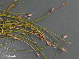 Image result for Eleocharis retroflexa