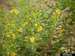 Image result for Heimia