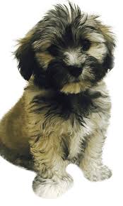 We will list new pennsylvania, pa breeders, rescues and shelters for this breed as they become available. Teacup Havanese Training Course On Teacup Havanese