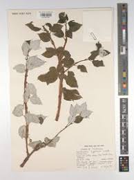 Image result for Pouzolzia mixta