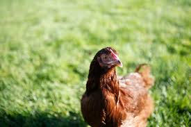 With the rhode island red there are two strains: Breed Profile Rhode Island Red Chicken Backyard Poultry