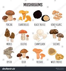 Tipos de champiñones