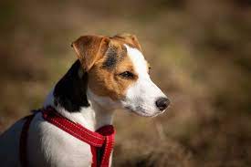 Just like in humans, heart disease is a common jack russell terrier health problem. How Long Do Jack Russell Terriers Live A Helpful Guide For A Longer Lifespan
