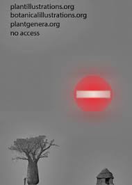 Image result for Osyridicarpos