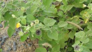 Image result for Abutilon guineense