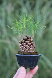 Pina De Pino Japones Bonsai Plants Succulents Container Gardening