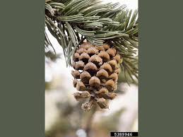 Image result for Pearsonia aristata
