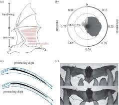 Bat bot is a remix on an ornithopter, a machine that uses flapping wings to take flight as opposed a propeller or a balloon. Inspiration For Wing Design How Forelimb Specialization Enables Active Flight In Modern Vertebrates Journal Of The Royal Society Interface