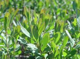 Image result for Myrica pilulifera