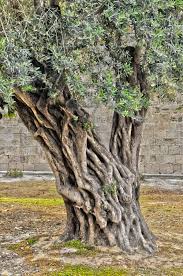 Cyprus By Emilio Rescigno 500px Twisted Tree Weird Trees Unique Trees