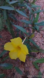 Image result for Vincetoxicum stenolobum