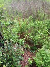 Image result for Osmundaceae