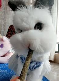 I Want One Video Cute Baby Animals Animals Beautiful Cute Animals