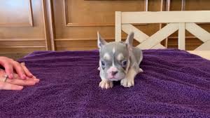 Merle, isabella and lilac french bulldogs cost more than brindle, fawn, white, brindle and white frenchies. Lilac Frenchie 6 Weeks Puppy Youtube