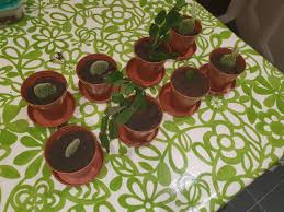 It deserves its name hah. My Bunny Ear Cactus Fell To Pieces And My Christmas Cactus Got Diseased Here S To Second Chances Proplifting