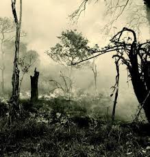 Image result for Tannodia swynnertonii