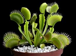 How to care for a venus fly trap grow them in plastic pots or containers with good drainage. Venus Fly Trap Care How To Grow A Venus Fly Trap