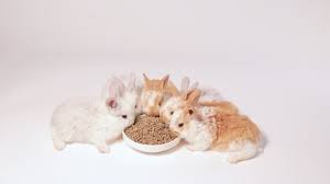 So can rabbits eat ginger biscuits at all? Ginger Rabbit Stock Video Footage 4k And Hd Video Clips Shutterstock
