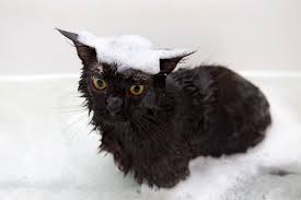 — кошка прыгает через лавочку. Optimale Pflege Und Fellpflege Das Tut Der Maine Coon Gut