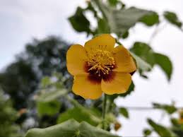Image result for Abutilon hirtum