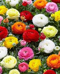 Image result for Ranunculus volkensii